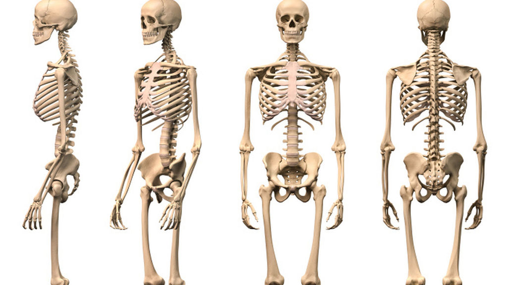 ¿cuántos Huesos Tiene El Cuerpo Humano ¿cómo Se Llaman Educación