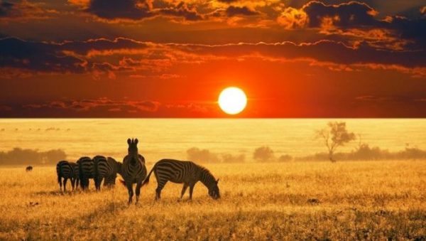 Sabana Qué es, Tipos y características de las sabanas