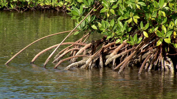 Manglar Qu Es Tipos Y Caracter Sticas De Los Manglares Parani Os Org